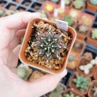 ราคา Gymnocalycium mihanovichii hybrid (2716136765)