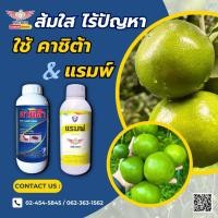 ราคา คาชิต้า และ แรมพ์ กำจัด เพลี้ยไฟ เพลี้ยหอย ขนาด 1 ลิตร (50052798947)