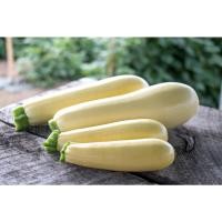 ราคา เมล็ดพันธุ์ ซูกินี ชิฟฟอน Chiffon F1 Zucchini Squash Seed (25833650639)