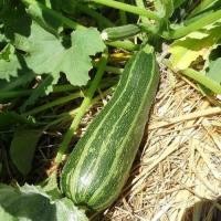 ราคา 10 เมล็ด ซูกินี บวบฝรั่ง คอร์เกตต์ courgette Zucchini Seeds สายพันธุ์ Cocozelle Zucchini or Striped (43272543759)