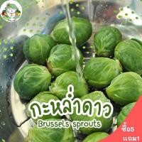 ราคา เมล็ดพันธุ์ กะหล่ำดาว 200เมล็ด Brussels sprouts Seed เมล็ดพันธุ์แท้ นำเข้าจากต่างประเทศ ผักสวนครัว ผักกะหล่ำดาว พร้อมส่ง (9721686122)