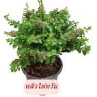 ราคา ต้นหลิวไต้หวัน กระถาง6นิ้ว​ ราคา 45​ บาทค่ะ (6348510388)
