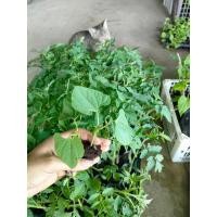 ราคา นกล้า ถั่วแปบ พร้อมปลูก กล้าละ 10บาท ซื้อ 10แถม2 ถั่วแปบ เป็นพืชตระกูลถั่ว เติบโตรวดเร็ว ทานผลได้ ทานใบได้ (16782081841)