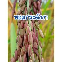 ราคา เมล็ดพันธุ์ข้าวเจ้า หอมกระดังงา 150 เมล็ด (พิจารณาก่อนตัดสินใจ) (26472555494)