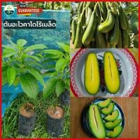 ราคา [ต้นอโวคาโดแบบเพาะเมล็ด ] ต้นอะโวคาโดไร้เมล็ด นำเข้าจากเวีย ต้นอโวคาโดแบบเพาะเมล็ด สูง 60-80เซ็น ติดผลตลอดปี ให้ผลผล (19944098595)