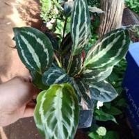 ราคา ต้นคล้าใบแตงโม (ค้าขายร่ำรวย) (3233501627)