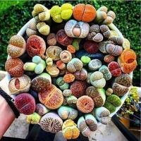 ราคา 20 เมล็ด ไลทอป Lihops Seeds พืชอวบน้ำ ไม้ก้อนหิน สายพันธุ์ Lithops seeds mixed (55258961520)
