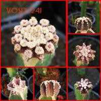 ราคา Gymnocalycium Friedrichii VOS12-1241แม่พันธุ์กราฟเมล็ด (8716638785)