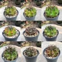 ราคา ยิมโน แคคตัส พืชอวบน้ำ Gymnocalycium (กระบองเพชร) (6275173446)