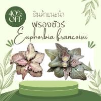 ราคา ฟรองซัวร์ - Euphorbia francoisii (14798485295)
