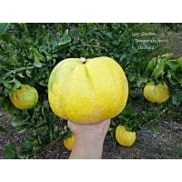 ราคา กล้ามะนาวยักษ์ซิตรอน พันธุ์ Medica Etrog กล้าละ 290 - ( กิ่งตอน ) (52412095512)