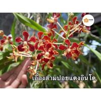 ราคา (กล้วยไม้หายาก)เอื้องสามปอย มาลีเอ้ โมเดส กลิ่นหอมหวาน (16790519130)