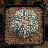 ราคา #กระบองเพชร Astrophytum asterias "Super kabuto" 5 ribs (3561743772)