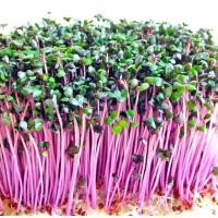 ราคา เมล็ดพันธุ์กะหล่ำปลีม่วง (ปลูกกินต้นอ่อน) cabbage sprouts (8360906832)