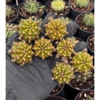 ราคา ไม้หน่อ Brownie A แคสตัส cactus กระบองเพชร (14170797405)