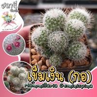 ราคา แมมเข็มเงินฟอร์มกอ Mammillaria geminispina ไม้ชำหน่อ กระบองเพชร ไม้อวบน้ำ succulent แคคตัส cactus (23030529755)