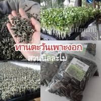 ราคา เมล็ดพันธุ์ทานตะวันเพาะงอก 1ซอง (มีบริการเก็บเงินปลายทาง) (5524499904)