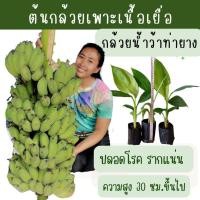 ราคา ต้นกล้วยน้ำว้าท่ายาง(น้ำว้ากาบขาว) ต้นกล้วยเพาะเนื้อเยื่อ ปลอดโรค รากแน่น พร้อมลงปลูก สายพันธุ์แท้จากห้องแลป ราคาส่ง (49054103394)