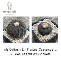 ราคา เฟเรียไนเทน และ เฟรเรียคัสตาเนีย Frailea Castanea v. Nitens แคคตัส กระบองเพชร เฟเรีย เฟอเรีย ฟอเรีย (18376175825)
