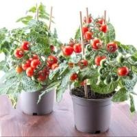 ราคา 20 เมล็ด มะเขือเทศ ผักออแกนิค ผักสวนครัว Tomato Vegetable Seeds สายพันธุ์ Tiny Tim (40423669439)