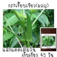 ราคา 30 เมล็ด กระเจี๊ยบเขียว กระเจี๊ยบมอญเขียว (9010433033)