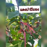 ราคา กิ่งฝรั่ง แดงปาปิยอง ฝรั่งไส้แดง (25208433571)