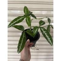 ราคา Syngonium Wendlandii "Regular Form" ต้นออมเพชร ใบเรียวยาว ร่าง3 (13713071436)