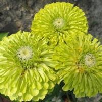ราคา 100 เมล็ด ดอกบานชื่น บานชื่นหนู บานชื่นฝรั่ง กระดุม ดอกใหญ่ Zinnia Seeds ดอกสีเขียว (40472653531)