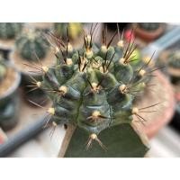 ราคา ไม้กราฟ ยิมโนด่าง “ซีเปีย เอ Sepia A”Gymnocalycium Cactus (ยิมโนคาไลเซียม แคคตัส) (18101860787)