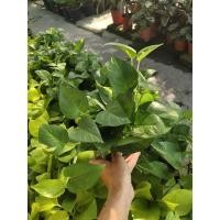 ราคา พลูด่าง พลูราชินีสีทอง พลูฉลุ พลูบราชิล กระถาง 2นิ้ว (6362114717)