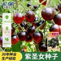 ราคา สีม่วงเวอร์จินเมล็ดมะเขือเทศขนาดเล็กสีแดงสีเขียวสีเหลืองมะเขือเทศเมล็ดผักมะเขือเทศขนาดเล็กกระถางผลไม้เชอร์รี่มะเขือเทศ (57955553137)