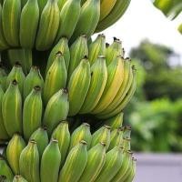 ราคา 10 เมล็ด กล้วย กล้วยตานีด่าง Musa balbisiana (54858960091)
