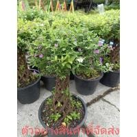 ราคา (ขาย ต้นพันธุ์) ดอก ต้น ต้นหลิวดัด หลิวดัด หลิว fadel (7184464353)
