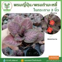 ราคา [ต้นไม้จิ๋ว] ต้นพรมญี่ปุ่น/พรมกำมะหยี่ พร้อมกระถางฟรี ขนาด3นิ้ว ไม้มงคล ต้นสูง 5-7 ซม.วางบนโต๊ะทำงานได้ (5340849934)