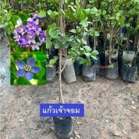 ราคา ต้นแก้วเจ้าจอม แก้วเจ้าจอม กิ่งชำ ต้นไม้มงคล มีกลิ่นหอมให้ร่มเงา (รับประกันสินค้า ส่งใหม่ฟรีหากสินค้าเสียหาย!!) (22352915080)