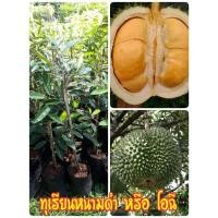ราคา ทุเรียนหนามดำ หรือ โอฉี (10035993216)