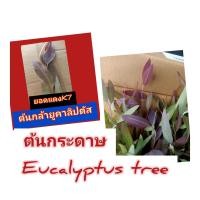 ราคา ต้นกระดาษยูคาลิปตัสยอดแดงK7 พืชเศรษฐกิจโตไว 10-13 ซม 100 ต้น 250 บาท (50559700135)