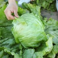 ราคา 500 Seeds ต้นกล้าผักสลัดแก้ว ผักกาดแก้ว(Iceberg Lettuce) หอมห่อ ทานกับปิ้งย่างเกาหลี อร่อยมาก F1 Seeds (44711161382)