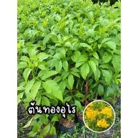 ราคา ต้นทองอุไร ไม้มงคล ดอกสีเหลือง (23644346736)