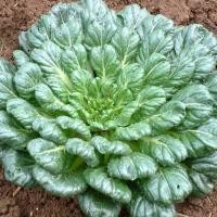 ราคา เมล็ดผักกวางตุ้ง แทตฉ่อย 2000เมล็ด Tat Soi Chinese flat cabbage สายพันธุ์ OP (26468910743)