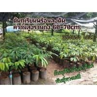 ราคา ต้นทุเรียนพันธุ์ พวงมณี ทุเรียนจันท์ พร้อมลงดิน ต้นแข็งแรง (7033283602)