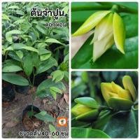 ราคา ต้นจำปูน จำปูน ดอกหอม (26374066619)