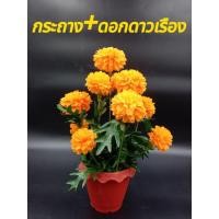 ราคา ดอกดาวเรือง ต้นไม้ดาวเรือง พร้อมกระถาง เหมาะสำหรับวางพระบรมฉายาลักษณ์ต่างๆได้ หรือสามารถถวายบนหิ้งพระได้ นำไปประดับได้ (27762073344)