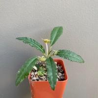 ราคา Dorstenia ดอสทีเนีย มะพร้าวทะเลทราย (12671346612)