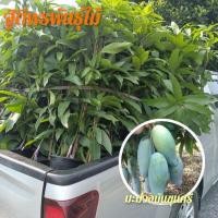 ราคา ต้นมะม่วงมันขุนศรีแท้ เกรดA ขนาด 60-100 ซม. (9851278830)