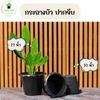ราคา กระถางต้นไม้ กระถางบัว ปากจีบ สีดำ 10,12นิ้ว (28194338958)