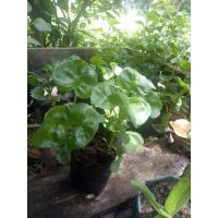 ราคา วอเตอร์เครสฮาวาย ปักชำในถุงดำรากเดินดีแล้วพร้อมปลูก ผักสลัดน้ำ Brazilian Spinach ราชินีผัก ส่งทั้งถุงดำ (5334997657)