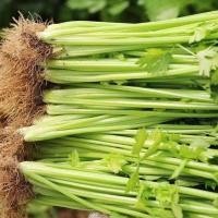 ราคา Celery Seeds 1500 เมล็ด คึ่นฉ่าย พันธุ์ต้นใหญ่ เมล็ดพันธุ์นอก Celery Seeds เมล็ดผัก high yield (54903555184)