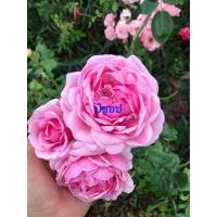 ราคา กุหลาบบิชอปชุด10ตอ (4145526716)