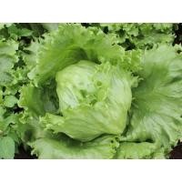 ราคา เมล็ดพันธุ์ หอมห่อ (ผักกาดแก้ว) ผักสลัด บรรจุ 100 เมล็ด (12256433722)